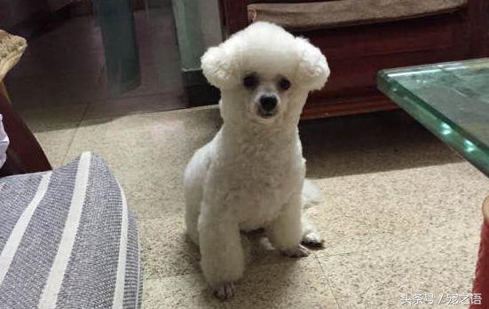 狗狗发型贵宾,泰迪狗贵宾犬发型