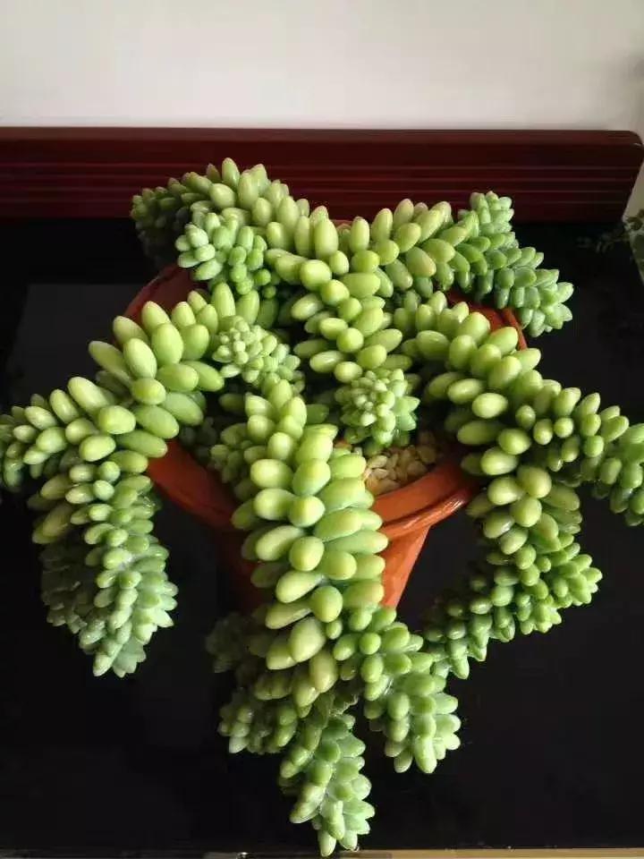 为了多肉改造阳台,疯狂的她