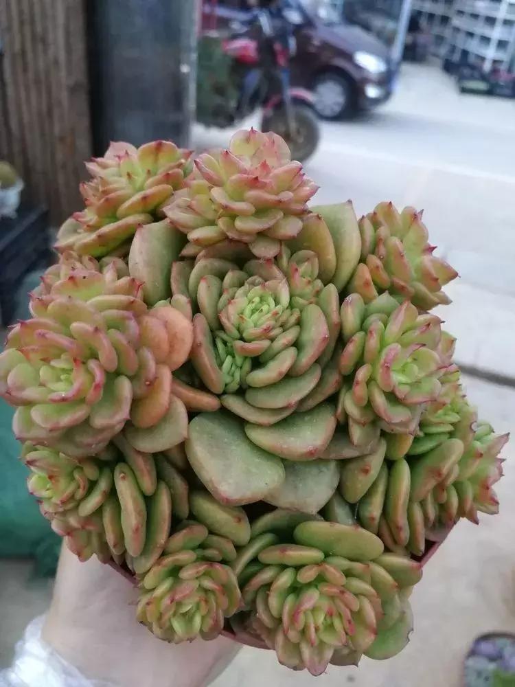 为了多肉改造阳台,疯狂的她