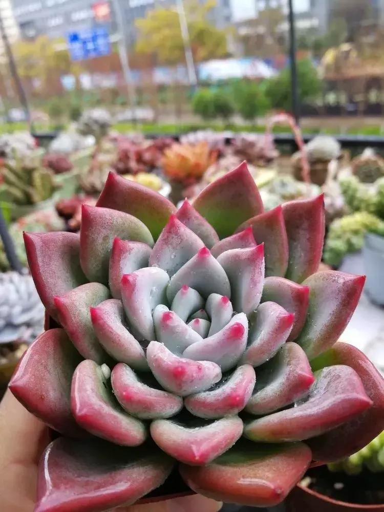 为了多肉改造阳台,疯狂的她