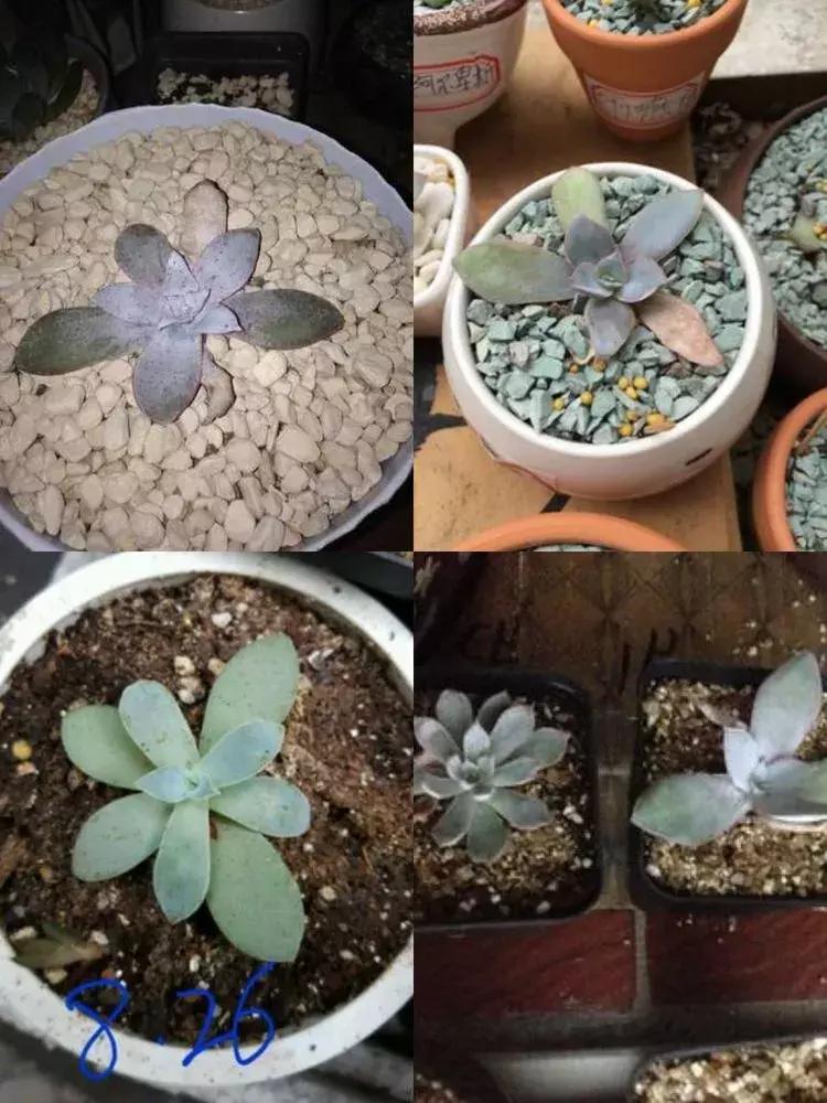 为了多肉改造阳台,疯狂的她