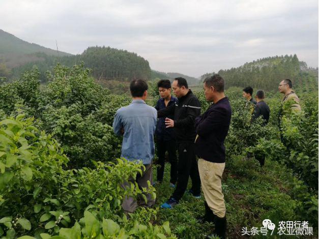 看见自家柑橘树上“飘零的花朵”，真的很忧愁啊！你有招吗