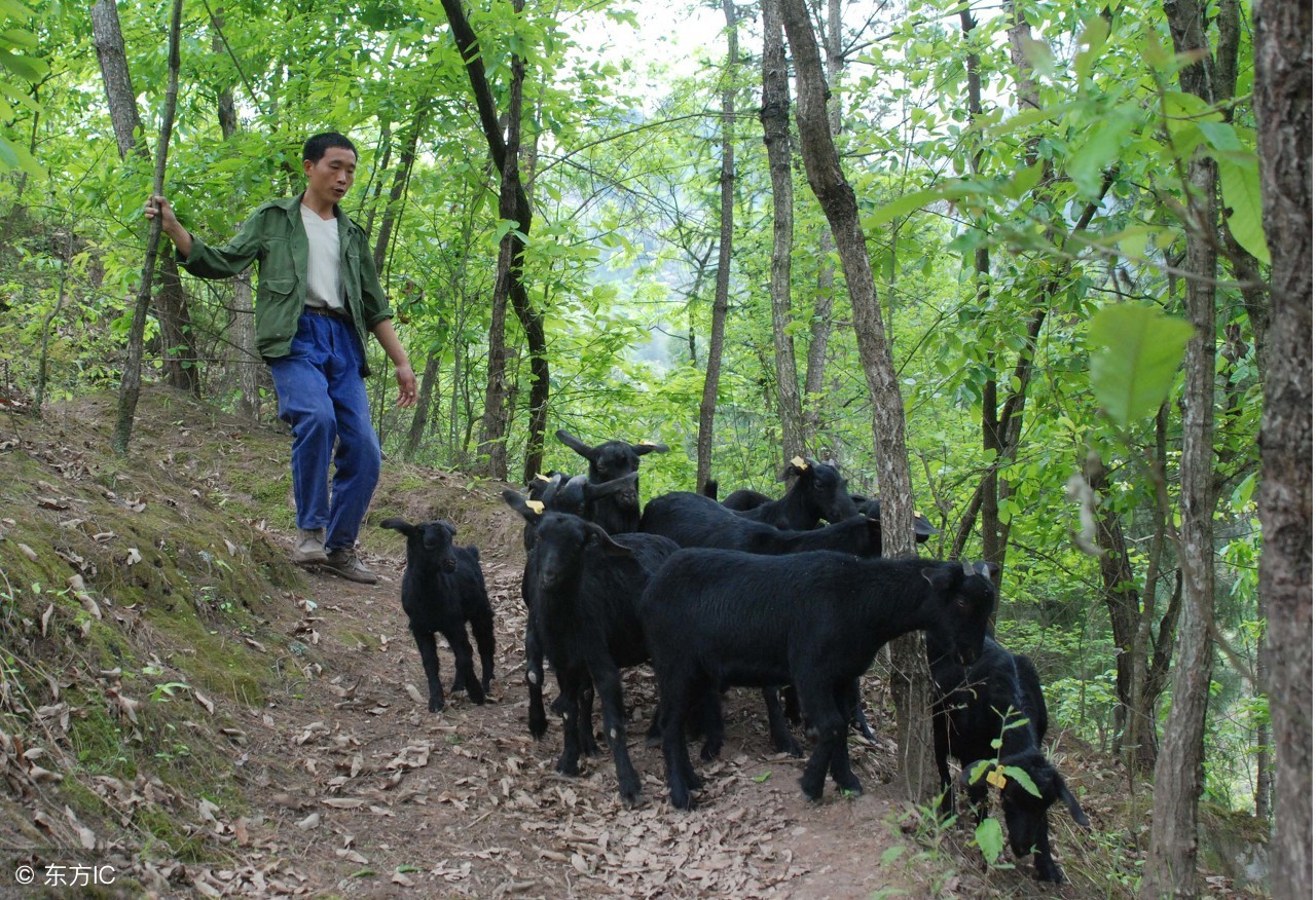 不懂养殖该怎么办,养羊的100个基本常识