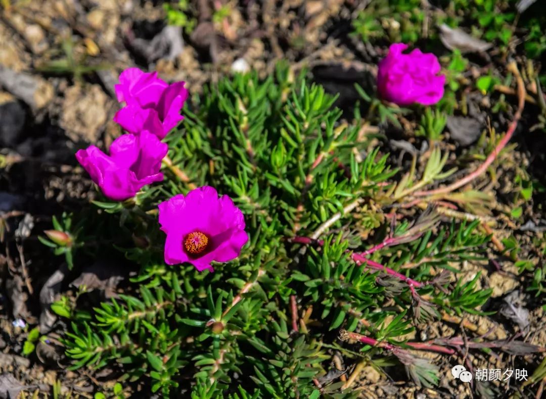中山纪念中学100周年校庆,中山纪念中学80周年校庆