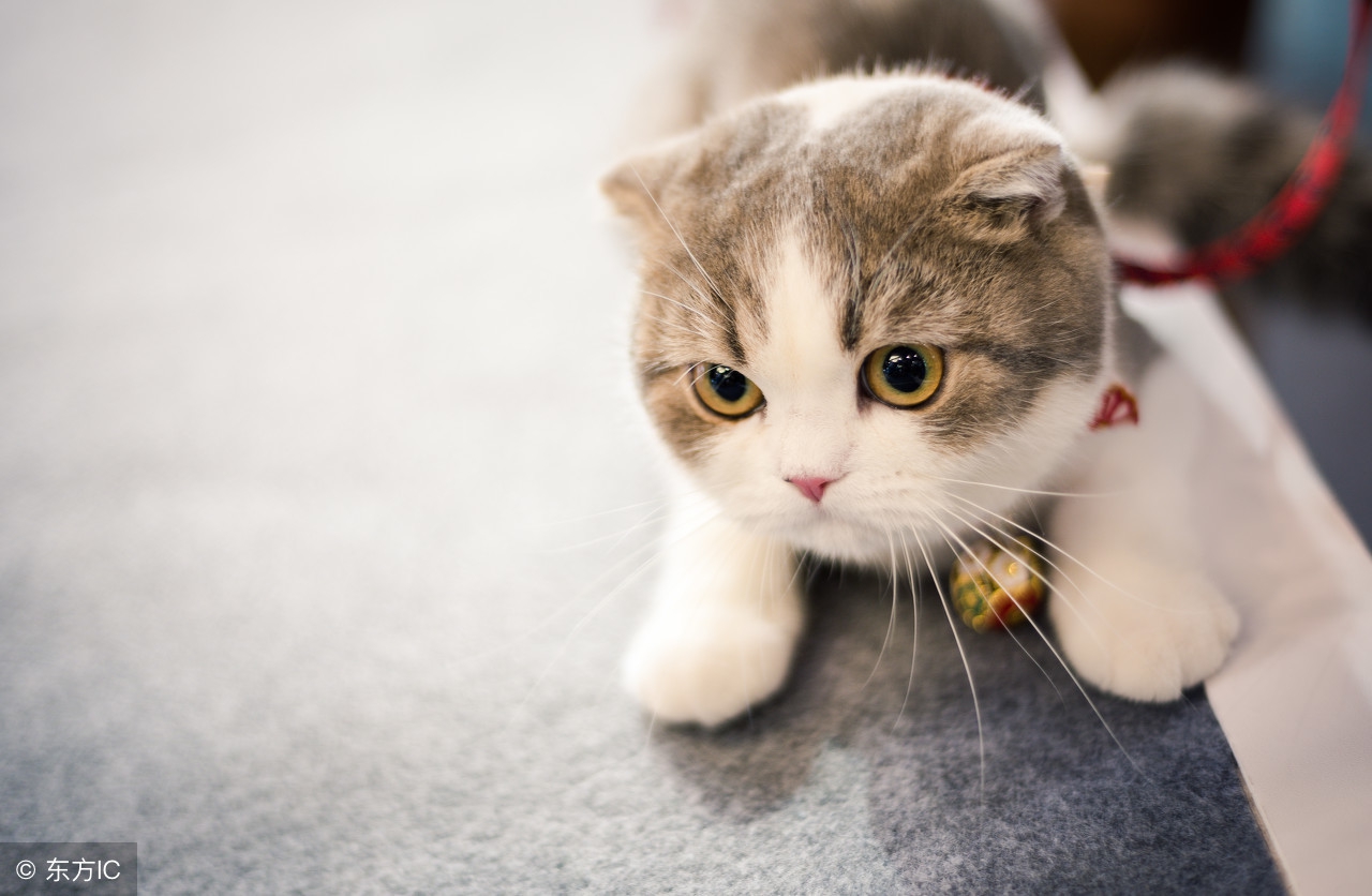 花盆里的猫尿味怎么去除,棉被猫尿味怎么彻底去除