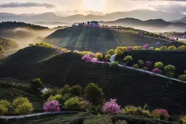 带你去流溪湾丰华园赏樱花,走啊我带你去看樱花的文案