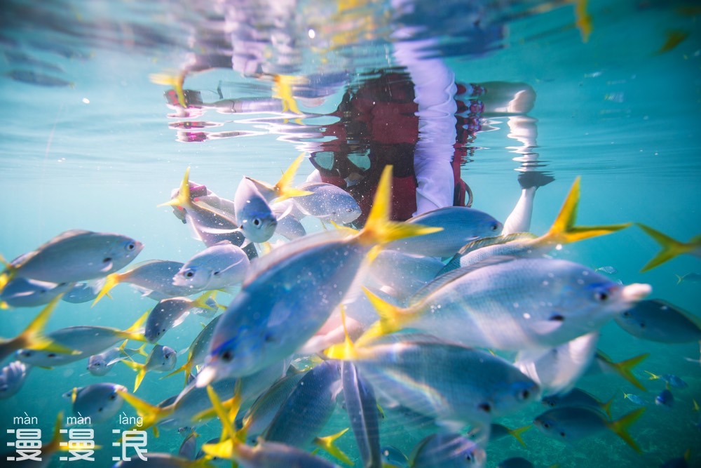 帕劳超详细自由行攻略,帕劳攻略详细讲解