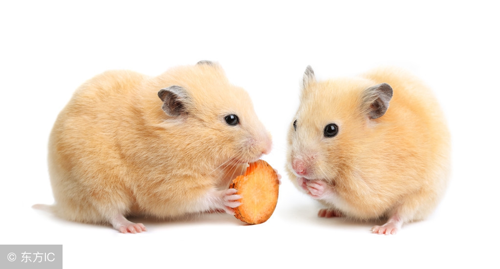 布丁仓鼠反白是什么样子,布丁仓鼠反白过程