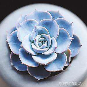 蓝石莲开花后种子怎么收集,蓝石莲怎么养视频教程