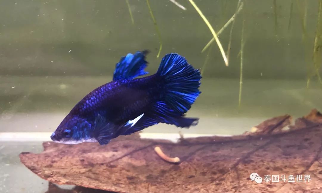 泰国斗鱼洗色需要多久,泰国斗鱼洗色跟环境有关吗
