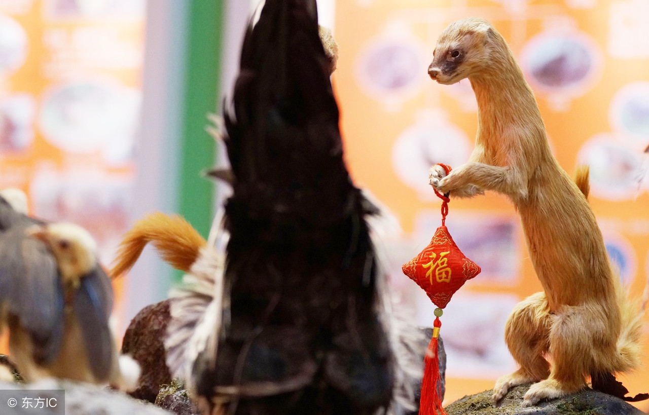 黄鼠狼是不是民间传说的黄大仙,黄鼠狼为啥怕黄大仙