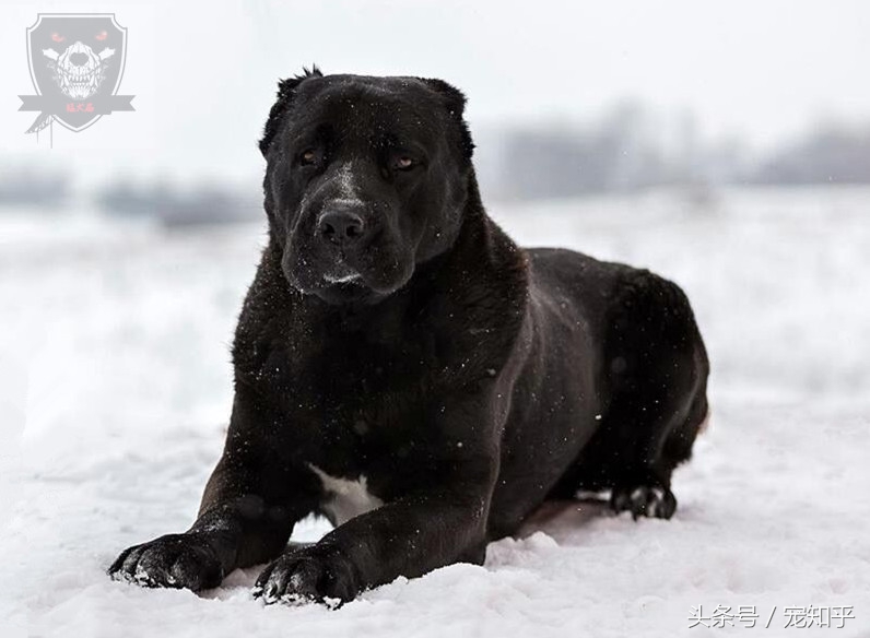 猛犬多大能负重训练,猛犬不咬人怎么回事