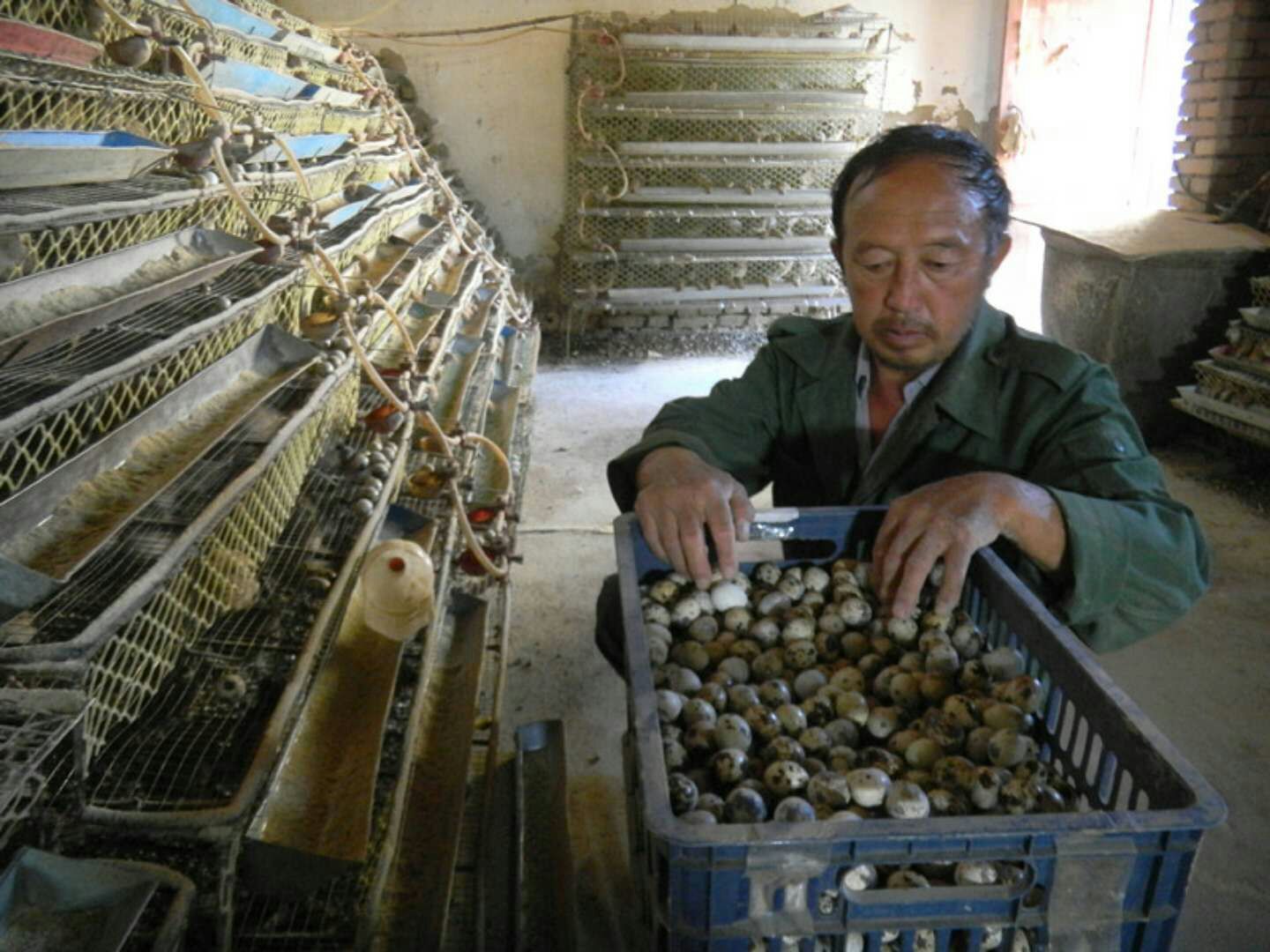 诊断鹌鹑病不再难20种鹌鹑常见病症状及防治方法值得收藏