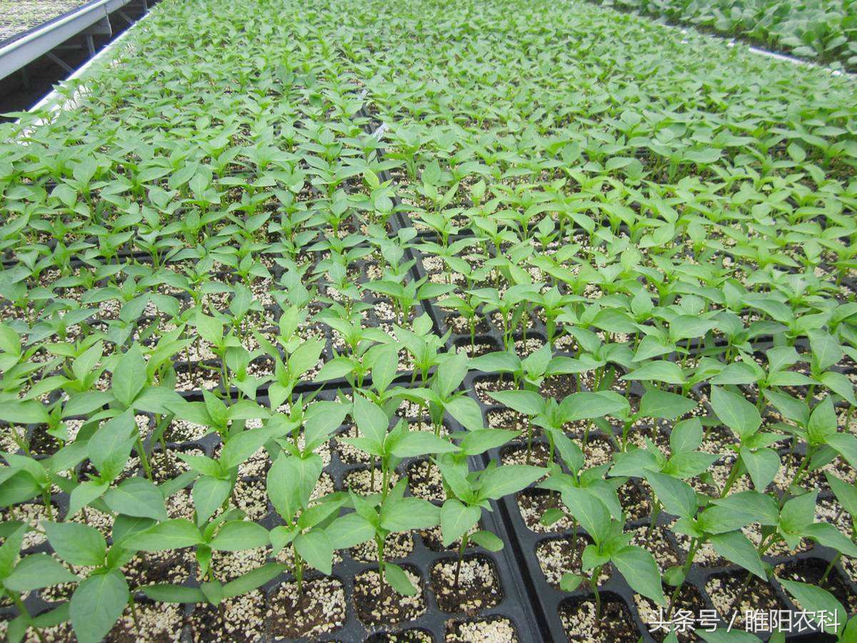 育苗间苗补苗方法,做好选苗育苗大文章