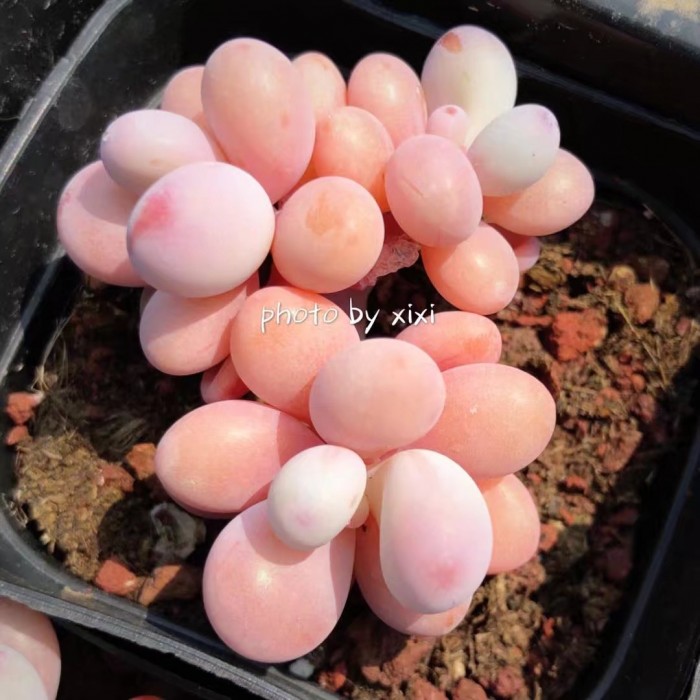 多肉种植的一些常见问题,多肉虹之玉锦的种植方法