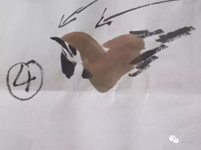 国画鸟的画法初学者,鸟的眼睛画法国画