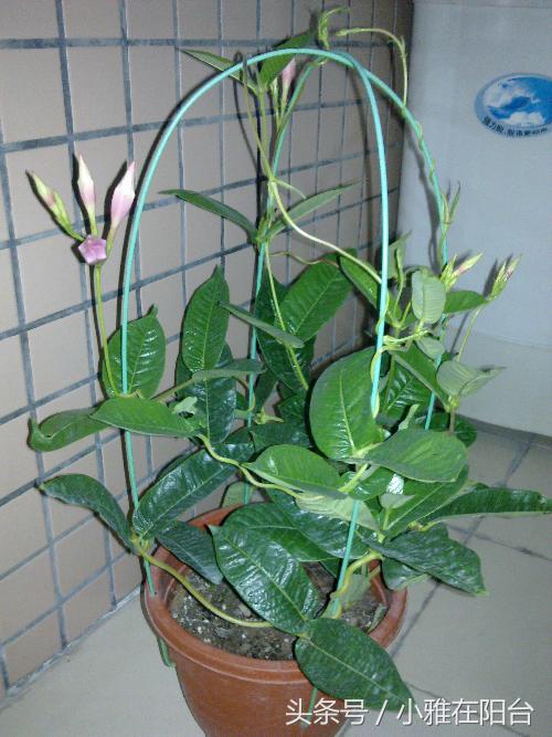 这6种花随便扔土里就能活,长势最快的爬藤植物不怕晒