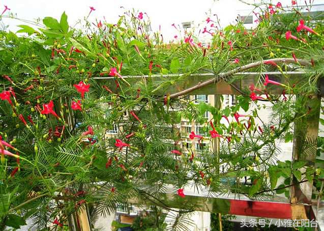 这6种花随便扔土里就能活,长势最快的爬藤植物不怕晒