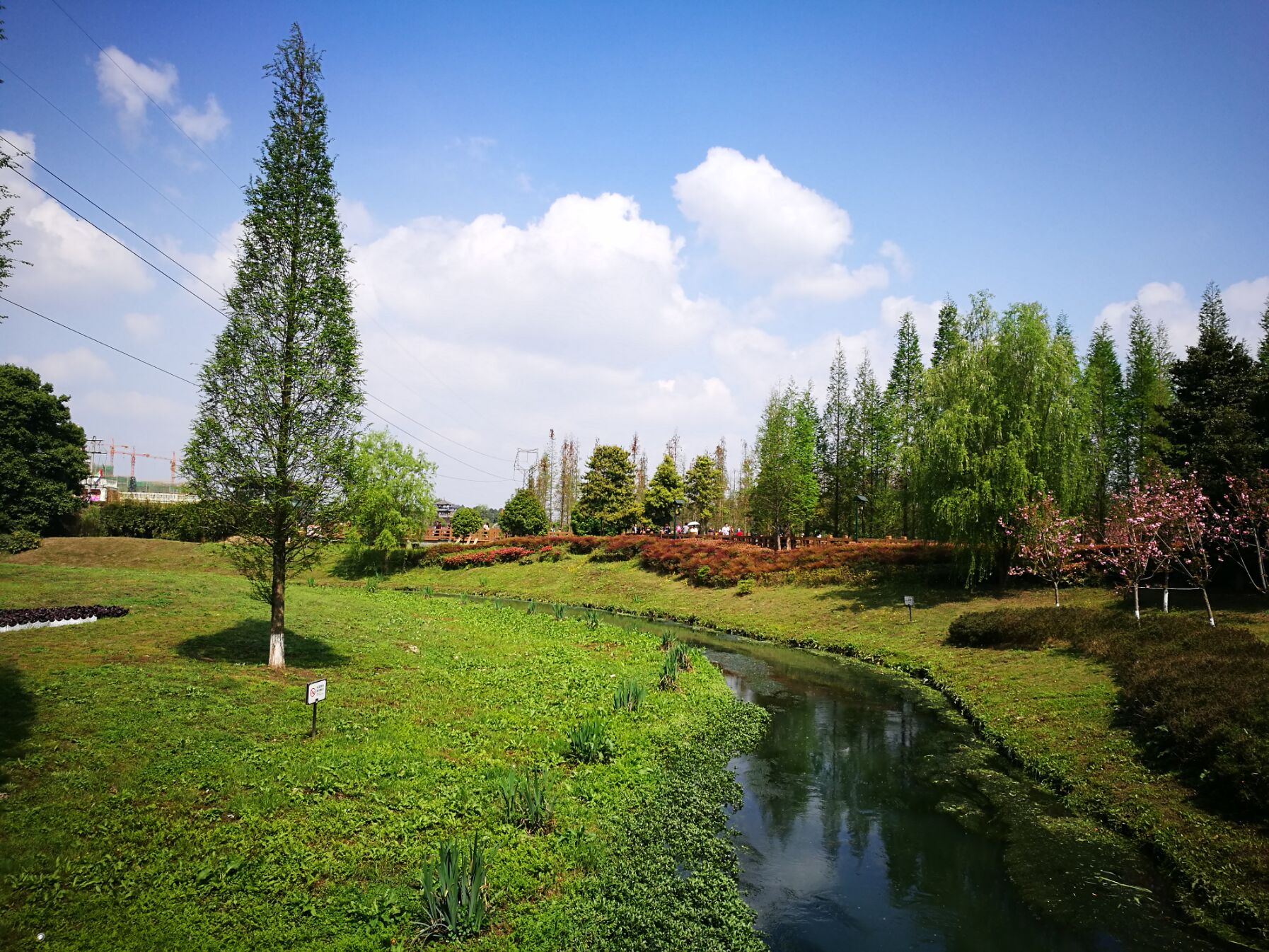 青白江凤凰湖樱花门票多少钱,青白江凤凰湖看樱花