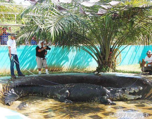 世界上最大的鳄鱼前三名,世界上最大的鳄鱼怎么画