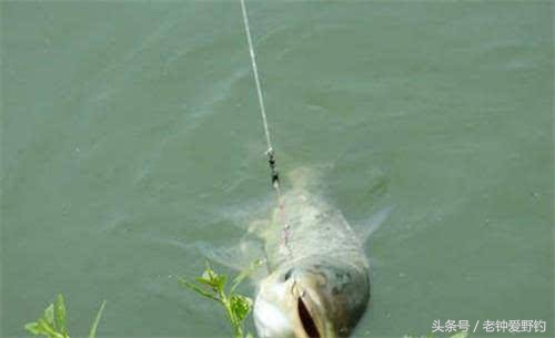 矶钓钓鲢鳙调漂详细教程,垂钓鲢鳙鱼天气降温钓深还是钓浅