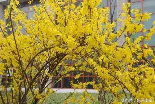 南京赏花季攻略,南京春季赏花时间