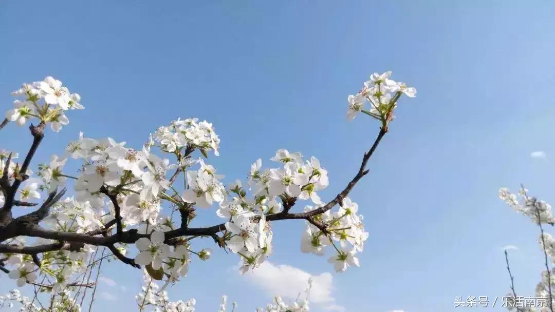 南京赏花季攻略,南京春季赏花时间