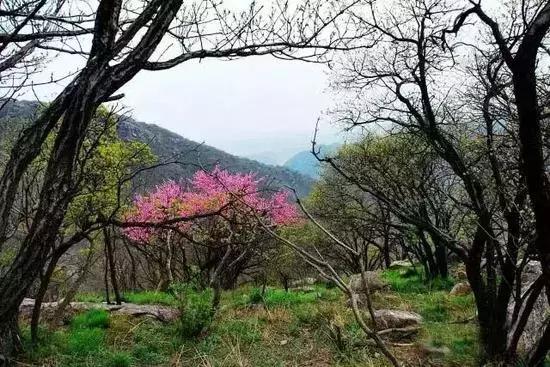 12处桃花源，为河南最美的春天代言，你认为怎样？欢迎添加