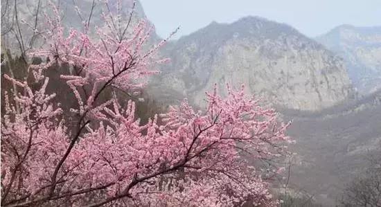 12处桃花源，为河南最美的春天代言，你认为怎样？欢迎添加
