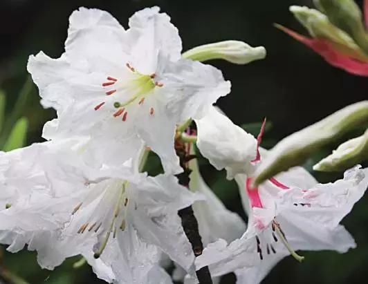 惊呆！杜鹃花美丽的外衣下，却隐藏着意想不到的凶险！