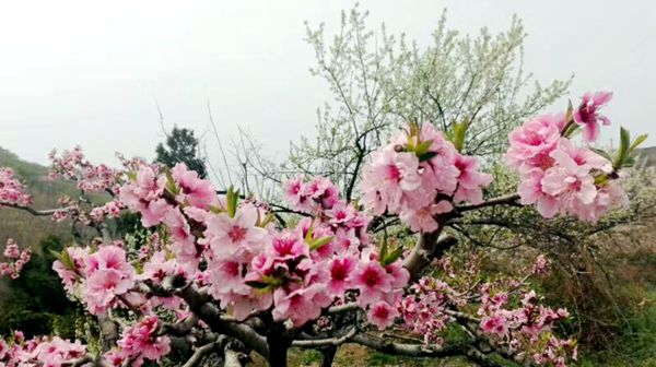 桃花深处赏桃花,桃花坞里桃花庵
