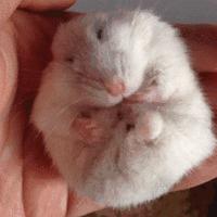 武汉仓鼠咬到小孩,小孩被小仓鼠咬伤