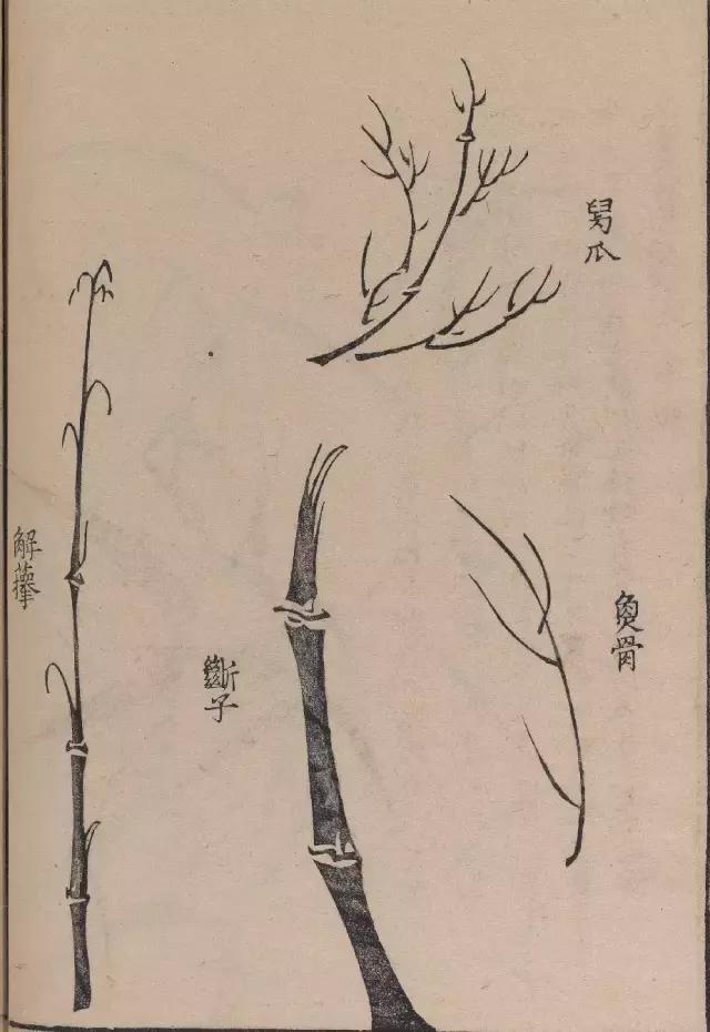 芥子园竹谱高清临摹,芥子园画谱原文