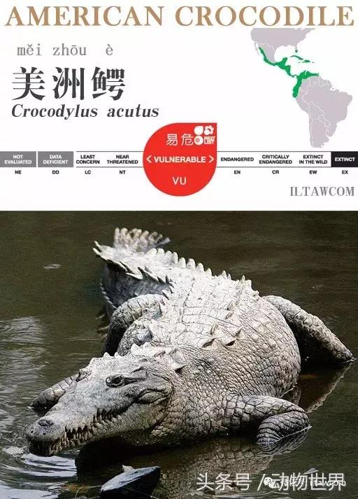 扬子鳄被称为古老的爬行动物,新生代爬行动物巨鳄