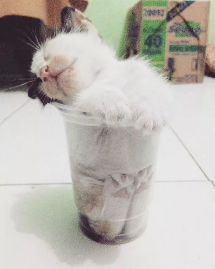 猫绝对是液体！绝对是液体！全球公认，假一赔十