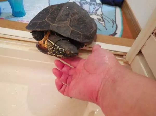 宠物龟下蛋,宠物龟怎么避免吃自己的蛋