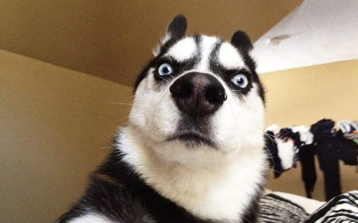 全世界公认的这几种狗狗最好看,十大最受欢迎的大型狗狗排名