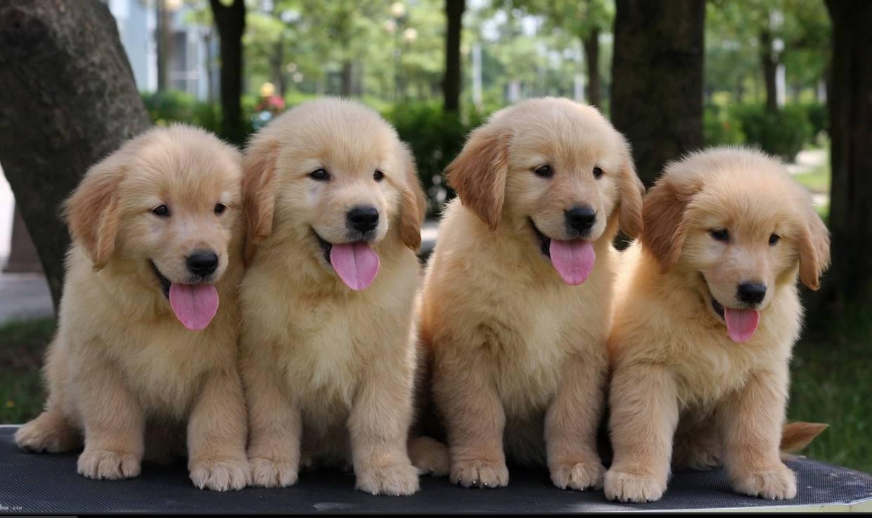 最受欢迎的前十种狗狗,最受欢迎的10种狗狗排行榜