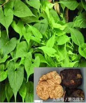 山乌龟怎么养才长得好看,山乌龟大小有区别吗怎么养