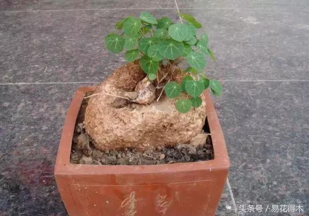 绿植山乌龟的养护方法有哪些,山乌龟的饲养方法与技巧