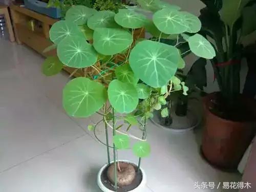 绿植山乌龟的养护方法有哪些,山乌龟的饲养方法与技巧