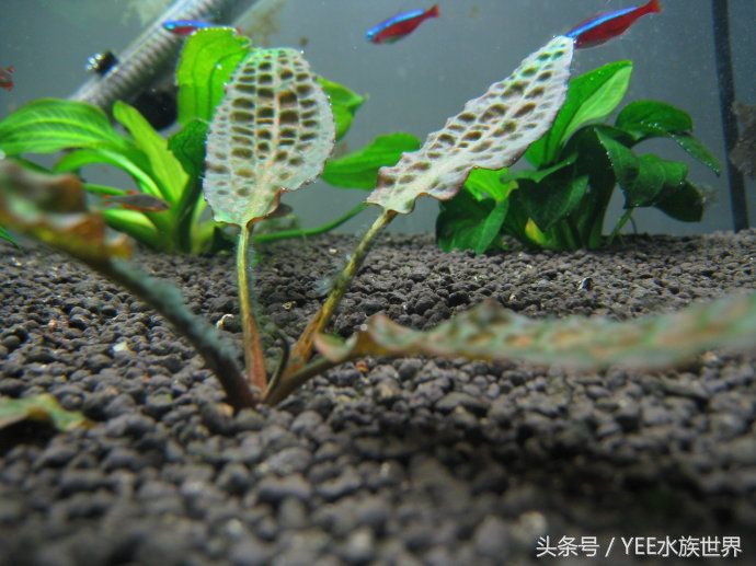 水草腐烂和溶叶,水草烂根发臭