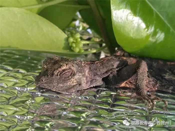长着龙角的蜥蜴,长着翅膀的蜥蜴