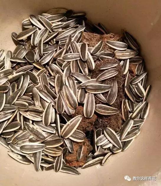 洋葱水可以浇君子兰吊兰绿萝吗,绿萝君子兰怎么养才能长得快