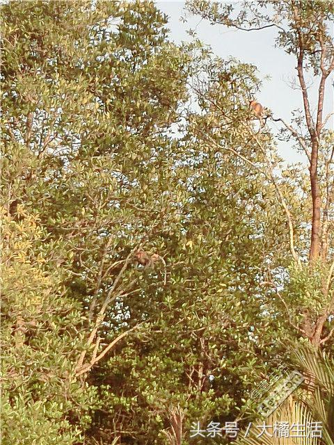 悠哉的沙巴行空气清新重要的是接机仅需1元