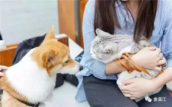 铲屎官需要准备什么东西,成都温江犬证办理流程