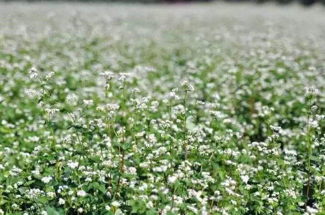 如果一定要不负*光春**不负花，选这2个地方就够了