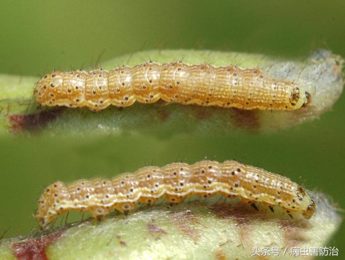 西瓜被虫咬怎么办,西瓜青虫用什么药打