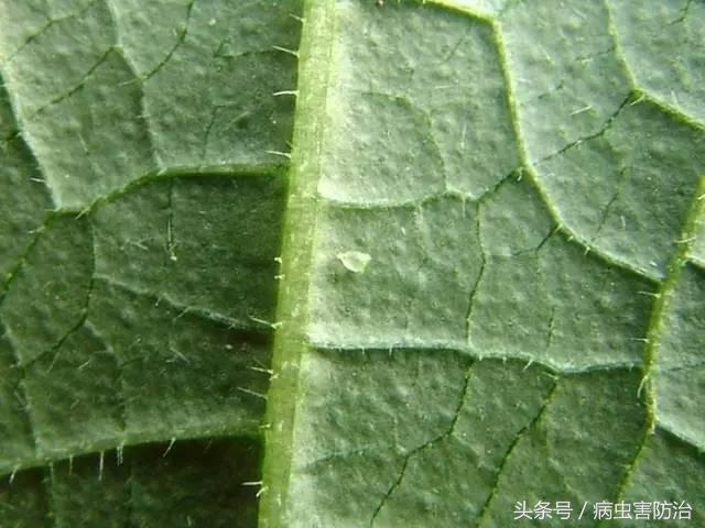 西瓜被虫咬怎么办,西瓜青虫用什么药打