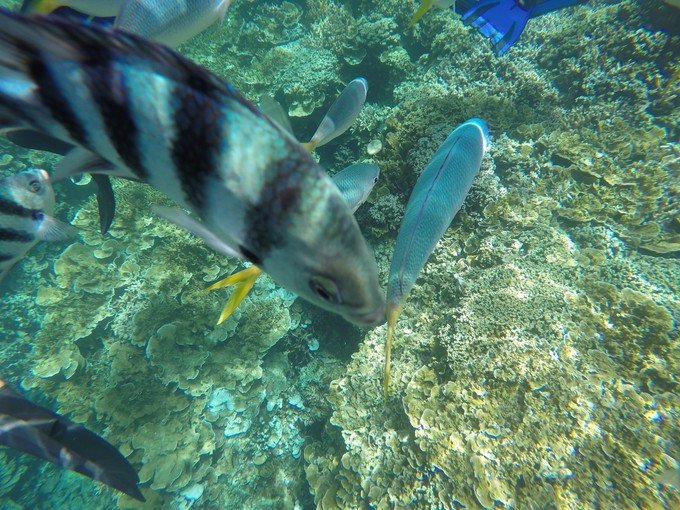 带着我的宝贝豆豆|一起去西太平洋上的海岛国家！